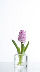 Fototapeta premium Pink Hyacinth in Ice