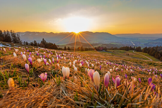 Allg&auml;u - Krokusbl&uuml;te - Schneeschmelze - Fr&uuml;hling - Blumen - Alpen - Sonnenuntergang