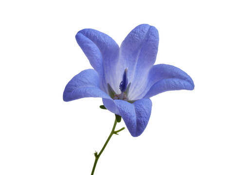 Isolated delicate violet blue campanula bellflower blossom with vibrant intricate petals and stem