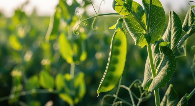 A detailed macro view of vibrant green pea pods hanging from leafy vines in a lush field during a sunny day with natural light and depth, vegetable, landscape, crops