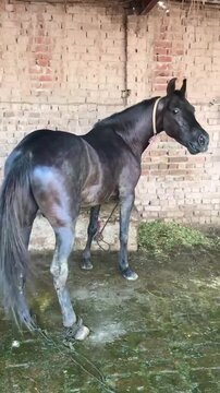 Dark horse tied in a brick wall stable.
