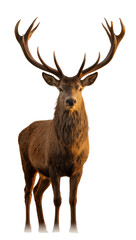 Fototapeta premium Isolated magnificent red deer stag with impressive antlers standing proudly majestic animal