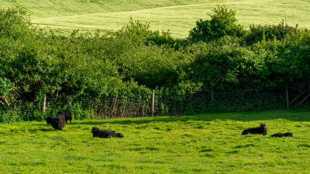 A herd of black sheep which are grazing in a field. This field is located close to Formby Pine Woods and Beach. These sheep have large horns attached to their head.
