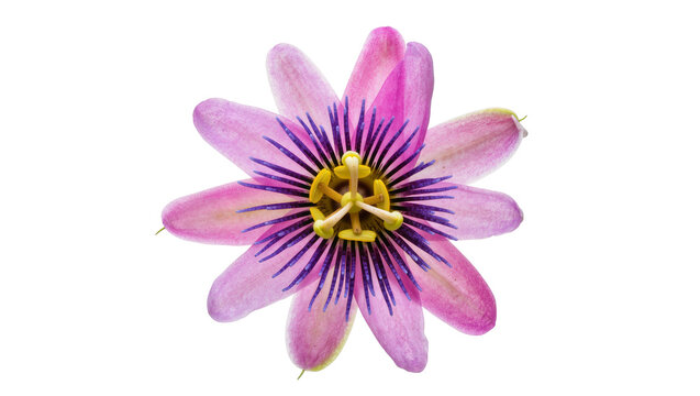 Isolated vibrant pink and purple passion flower blossom with intricate details, exotic and tropical.