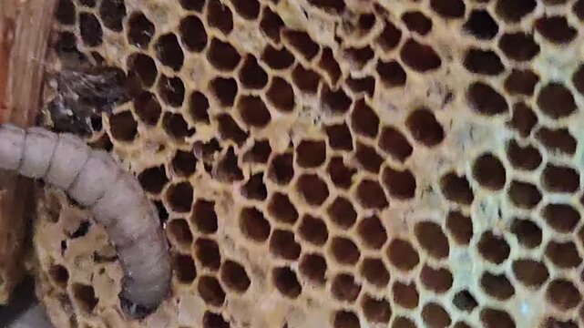 A pale, segmented wax moth larva crawls across a damaged honeycomb. Its presence signals a destructive infestation, as it tunnels through the wax, leaving silk trails and consuming the hive's structur