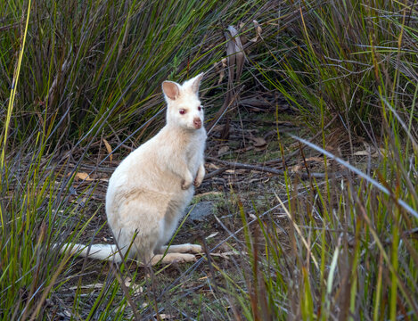 Rare white wallaby on the grass fields of Adventure Bay, Bruny Island, Australia