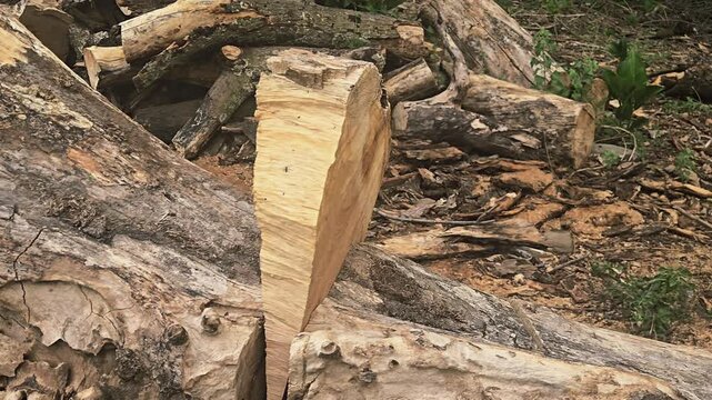 Split log with a wood wedge holding the gap open for cutting. Surrounded by scattered tree trunks, cut logs, small green plants, and a tree stump. Showcases timber harvesting for sustainable fuel.