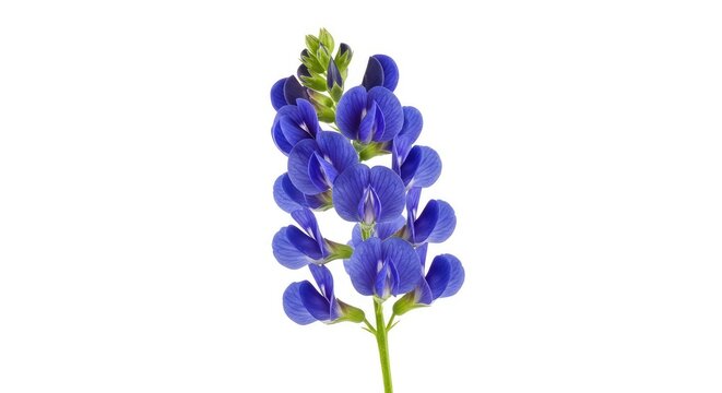 Detailed close up of vibrant wild indigo flowers with delicate blue petals and green stems, perfectly isolated on a pure white background, flora, organic, nature