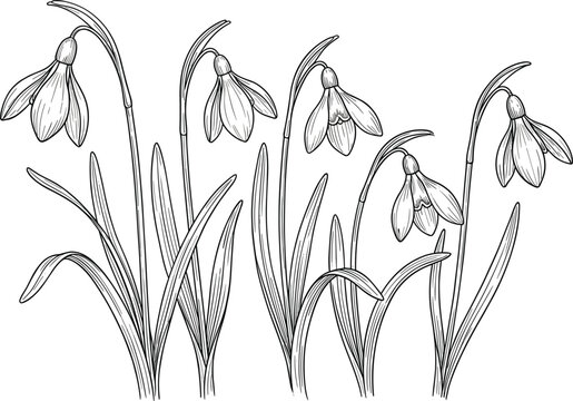 Detailed hand drawn snowdrop flower engraving vector set featuring eleg