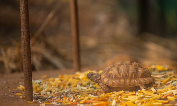 Sulcata tortoise (Centrochelys sulcata) in the forest.