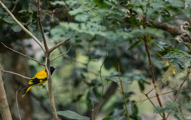 Fototapeta premium Black-hooded Oriole (Oriolus xanthornus) perching on tree branch.
