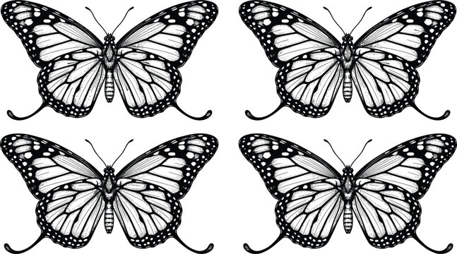 Detailed hand drawn butterfly engraving vector set featuring monarch swallowtail silhouettes for vintage nature illustrations scientific educational materials and elegant decorative branding elements