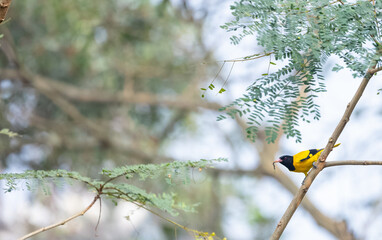 Fototapeta premium Black-hooded Oriole (Oriolus xanthornus) perching on tree branch.