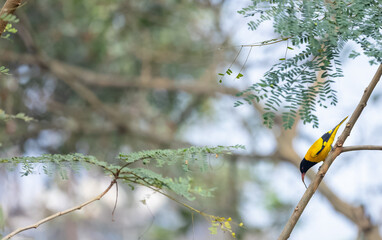 Fototapeta premium Black-hooded Oriole (Oriolus xanthornus) perching on tree branch.