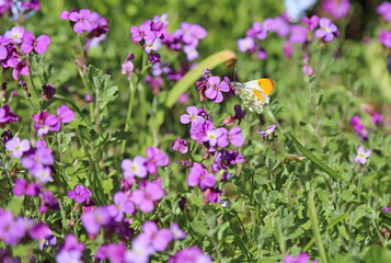 Obraz premium Closeup of an Orange-tip butterfly on Aubretia flowers, Derbyshire England 