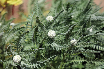 Macro image of Fernleaf Yarrow buds and foliage in Spring, Derbyshire England  © Judith