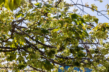 Obraz premium 桜（御衣黄）