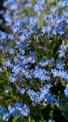 Obraz premium Beautiful field of blue forget-me-not flowers blooming in spring garden