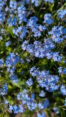 Obraz premium background pattern of tiny blue forget me not flowers