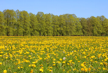 View across a field of Dandelions, Derbyshire England  © Judith