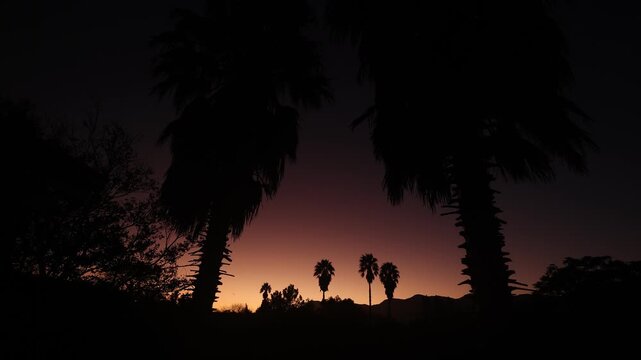 silhouette of palm trees against brilliant sunset, Stanford, South Africa