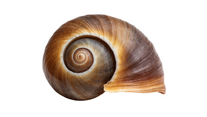 Isolated intricate spiral brown snail shell showing detailed natural texture and organic form © Diego