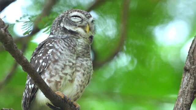 9Spotted Owlet (Athene brama) perched on tree branch in lush green forest during day. Close-up shot of bird looking at camera with blurred bokeh background. Slow motion.