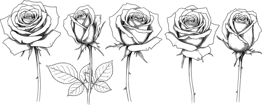 Detailed black and white rose illustrations showing blooming stages, realistic botanical flower drawings with stems and leaves concept design