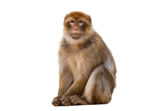Isolated Barbary macaque monkey sitting calmly, looking directly at the camera, furry wild primate
