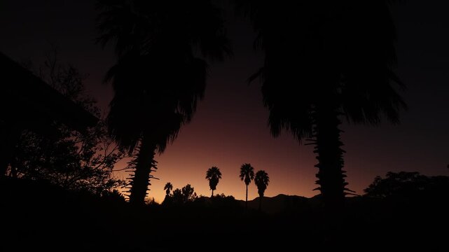 silhouette of palm trees against brilliant sunset, Stanford, South Africa