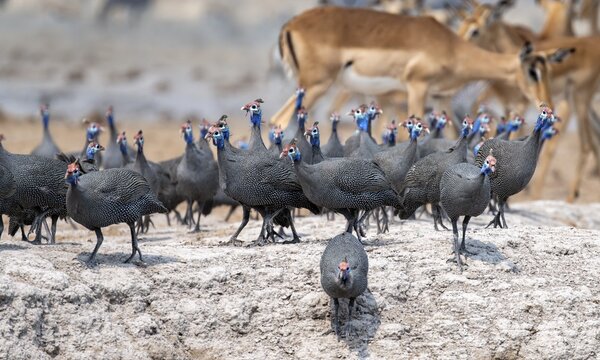 Helmeted guinea fowl (Numida meleagris), flock at the waterhole, Nxai Pan National Park, Botswana