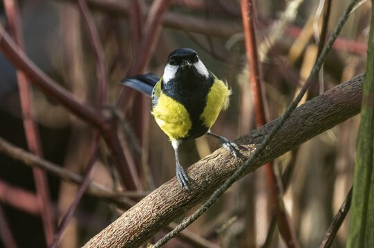 Great tit (Parus major), sitting on a branch, Baden-W&uuml;rttemberg, Germany