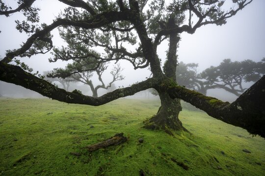 Stinkwood (Ocotea foetens) overgrown with moss and plants in the mist, Old laurel forest, Stink laurel, Laurisilva, UNESCO World Heritage Site, Fanal, Madeira, Portugal