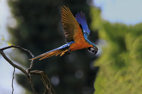 Blue and yellow macaw (Ara ararauna), adult, flying, parrot, Brazil