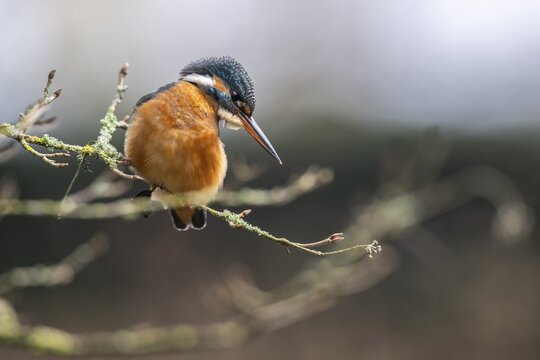 Common kingfisher (Alcedo atthis), Emsland, Lower Saxony, Germany