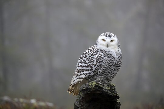 Snowy owl (Nyctea scandiaca), adult, alert, on tree trunk, in autumn, Bohemian Forest, Czech Republic