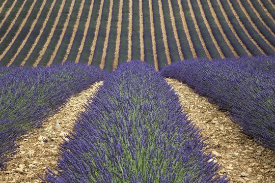 Wavy lavender field, flowering true lavender (Lavandula angustifolia), D56, between Valensole and Puimoisson, Plateau de Valensole, Provence, Provence-Alpes-Cote d Azur, South of France, France