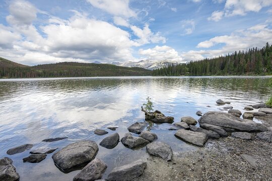 Small tree on a root on the shore of Pyramid Lake, Jasper National Park National Park, Canadian Rocky Mountains, Alberta, Canada