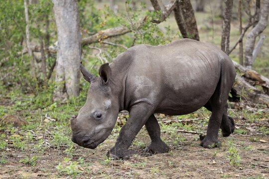 White rhinoceros (Ceratotherium simum), young animal, running, pachyderm, Sabi Sand Game Reserve, Kruger National Park, South Africa
