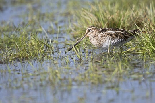 Common snipe (Gallinago gallinago) in a wet meadow, Lower Saxony, Germany