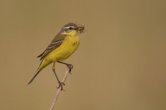 Yellow Wagtail (Motacilla flava) on stalk with insect in beak, Lake Neusiedl, Austria