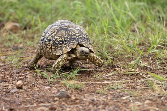 Panther tortoise (Testudo pardalis), adult, running, foraging, Pilanesberg National Park, North West Province, South Africa