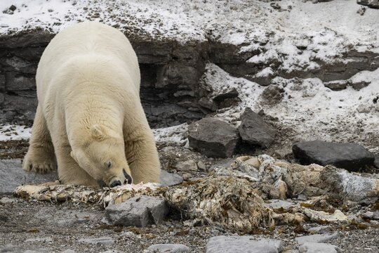 Scavenging polar bear (Ursus maritimus) eating the carcass of a stranded dead minke whale on the coast of Wahlberg&oslash;ya, Svalbard, Svalbard, Norway