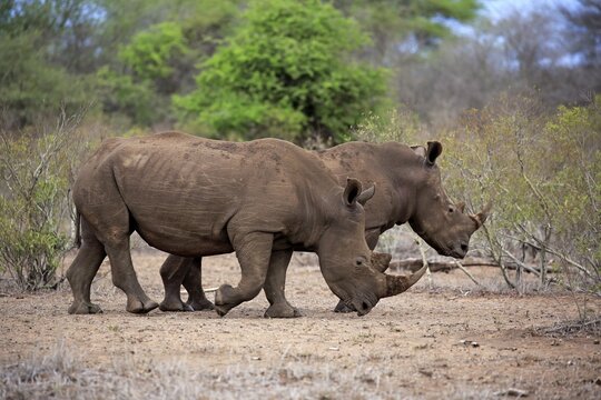 Two White rhinoceroses (Ceratotherium simum), adult, two males, pachyderms, Kruger National Park, South Africa