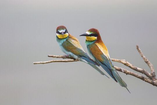 Two European bee-eaters (Merops apiaster) sitting on branch, Lake Neusiedl, Austria