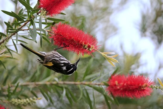 New Holland honeyeater (Phylidonyris novaehollandiae), adult feeding on flower of Bottlebrush (Callistemon speciosus), food search, Kangaroo Island, South Australia, Australia