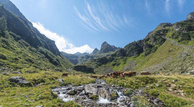 Herd of cows in a meadow and a stream in the Alps, Rohrmoos-Untertal, Schladming Tauern, Styria, Austria