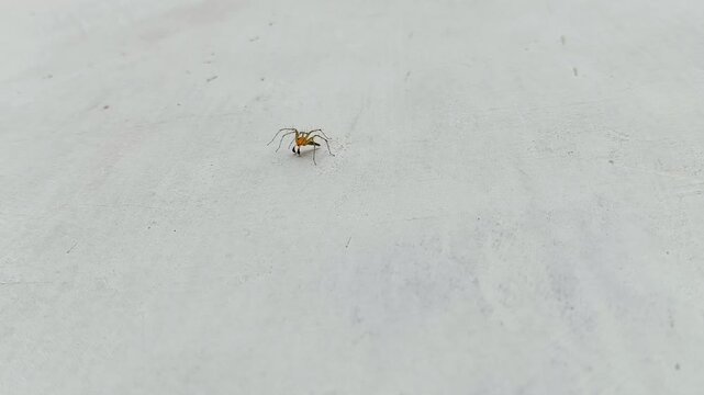 Macrophoto of lynx spider (oxyopes salticus) on a white wall, predator of small insects