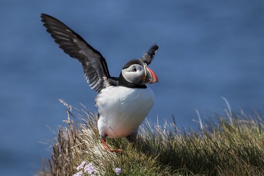 Puffin (Fratercula arctica), stands in the grass, has spread wings, bird rock Latrabjard, Westfjorde, Iceland