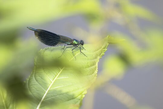 Banded demoiselle (calopteryx splendens), male, sitting on goutweed leaf, Hesse, Germany
